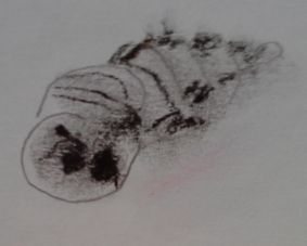 Haferkornschnecke