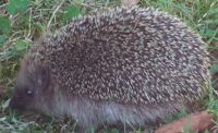 Igel