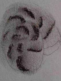 Kielschnecke