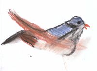Mehlschwalbe