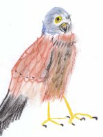 Turmfalke