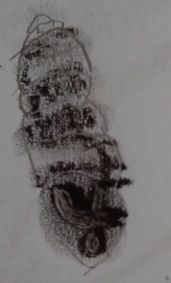 Vierzahnturmschnecke